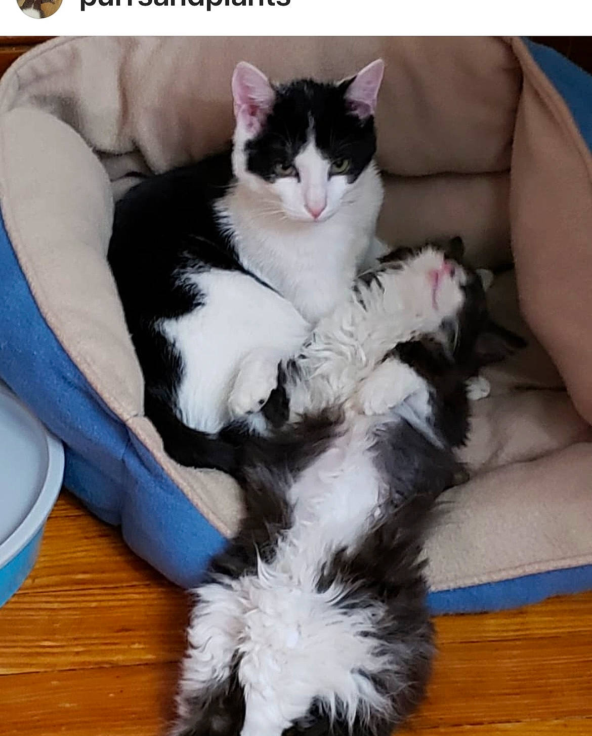 Luna joined the competition — help win amazing prizes! art, carnivore, cat, claw, comfort, companion_dog, domestic_short_haired_cat, felidae, foot, formal_wear, fur, human_leg, lap, paw, sitting, small_to_medium_sized_cats, tail, thigh, whiskers