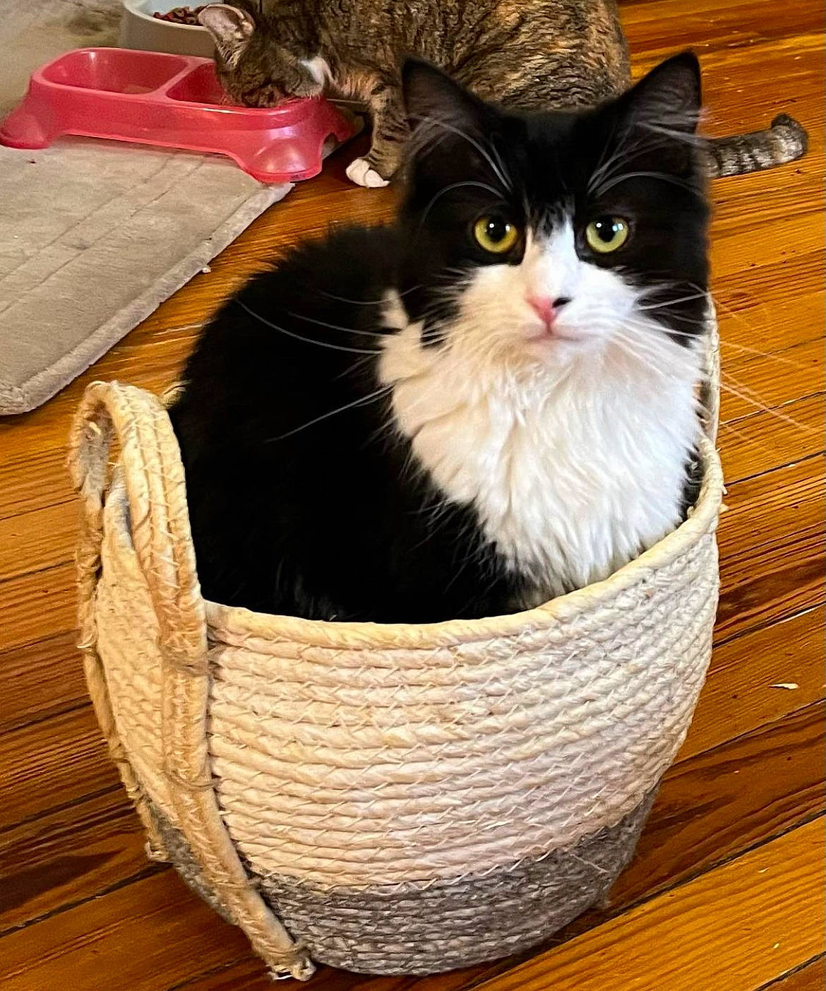 Luna is registered to the contest to win money with this photo: bag, basket, box, cardboard, carnivore, cat, cat_supply, domestic_short_haired_cat, fashion_accessory, felidae, fur, hardwood, packaging_and_labeling, sitting, small_to_medium_sized_cats, storage_basket, whiskers, wicker, window, wood