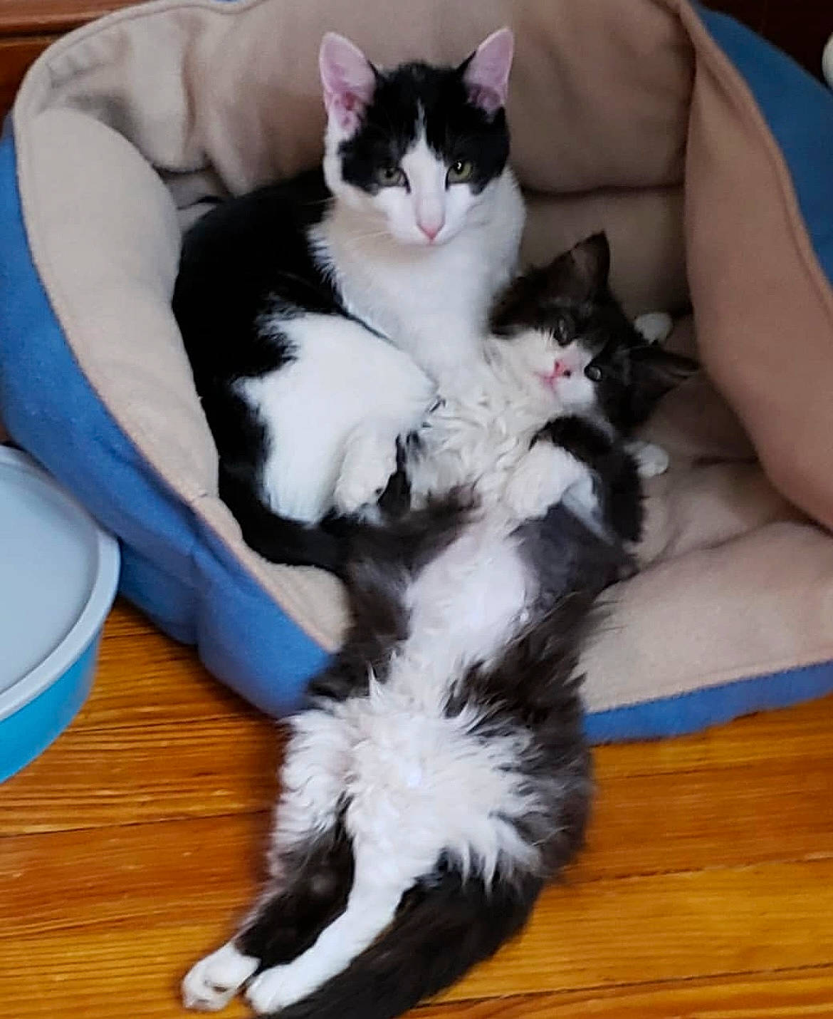 Luna is registered to the contest to win money with this photo: carnivore, cat, claw, comfort, companion_dog, domestic_short_haired_cat, felidae, flooring, foot, formal_wear, fur, hardwood, lap, mammal, paw, small_to_medium_sized_cats, tail, varnish, vertebrate, whiskers