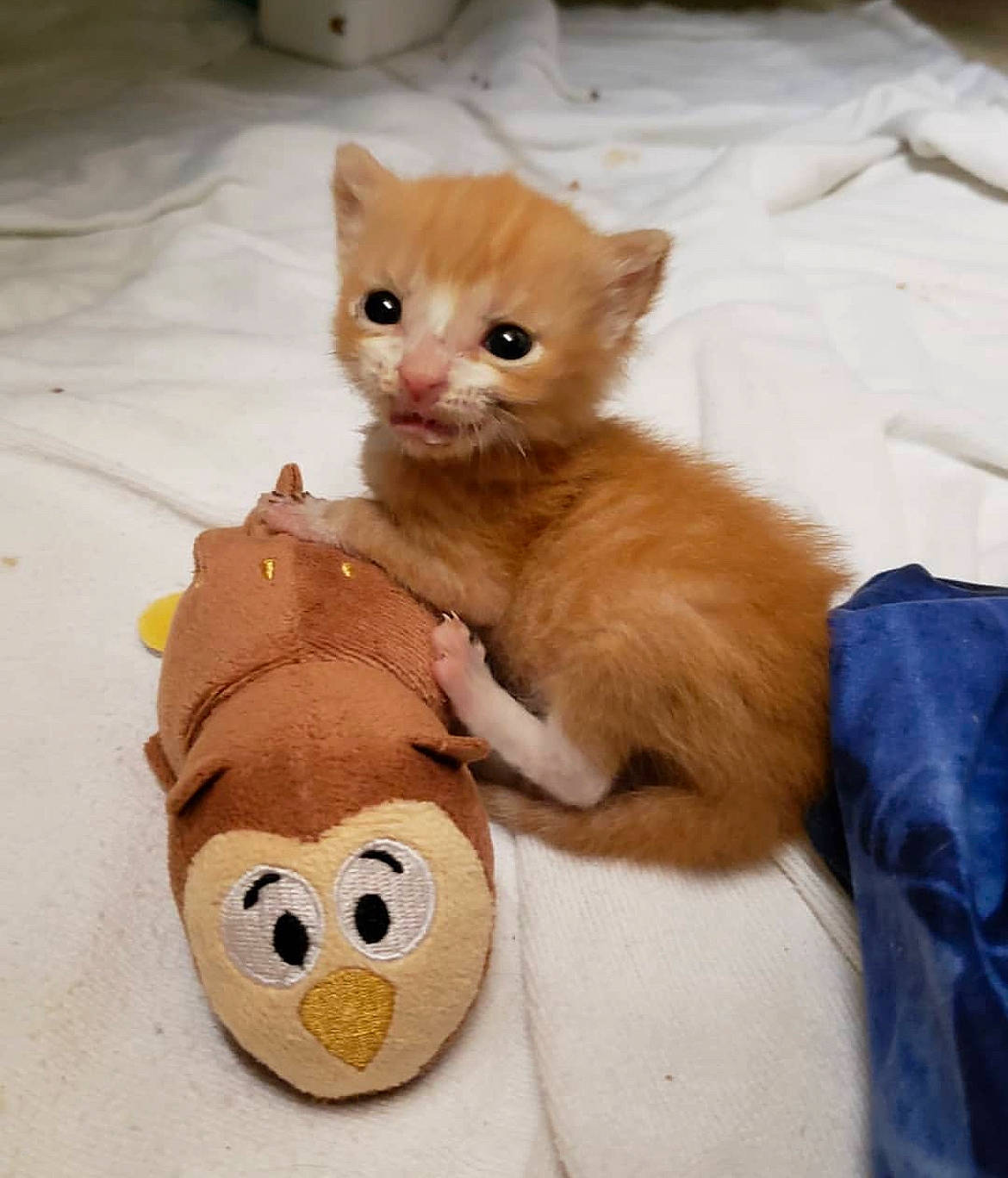 Solo is registered to the contest to win money with this photo: animal_figure, carnivore, cat, claw, comfort, companion_dog, domestic_short_haired_cat, fawn, felidae, fur, paw, peach, plush, small_to_medium_sized_cats, snout, stuffed_toy, tail, terrestrial_animal, toy, whiskers