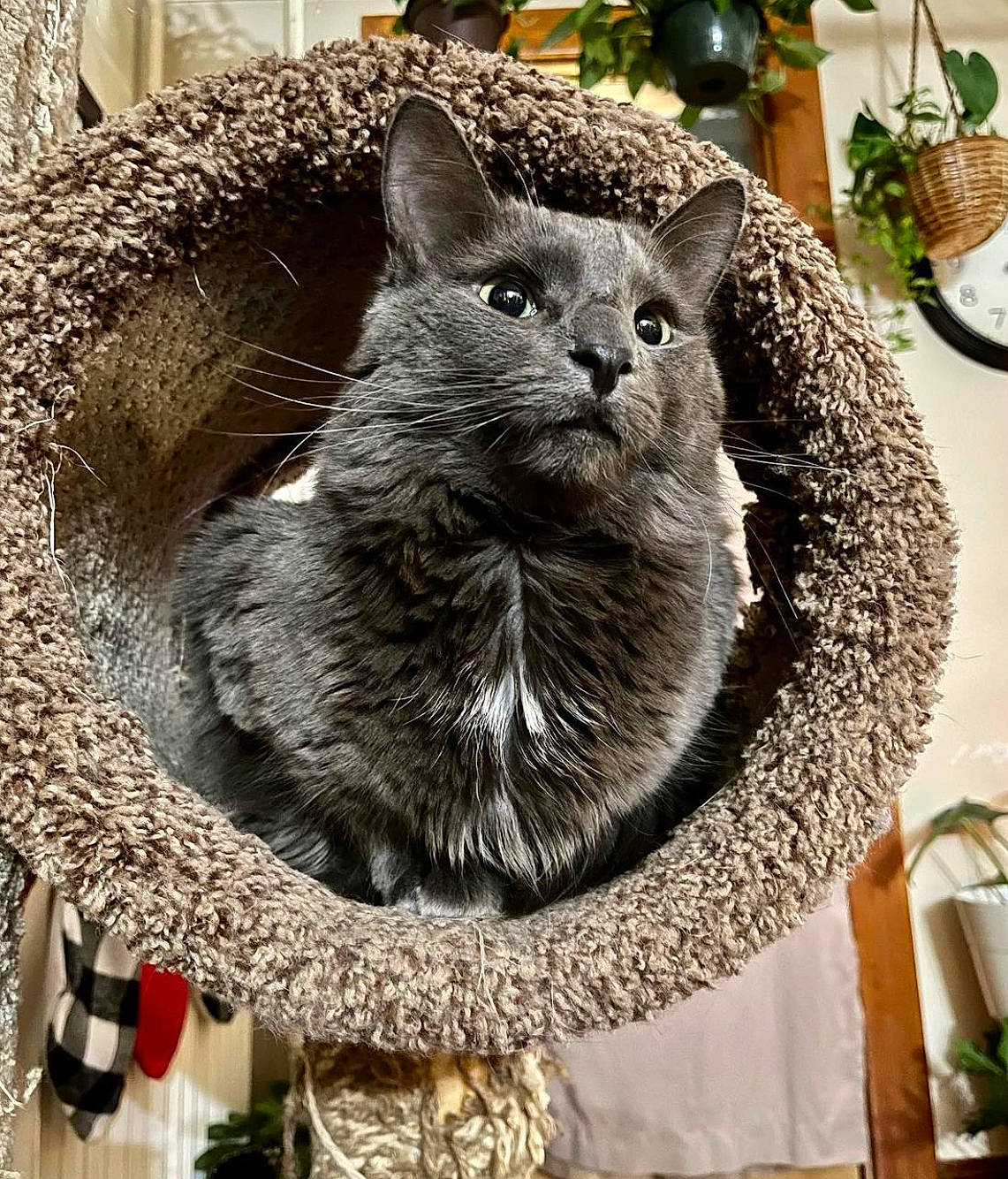 Rocky joined the competition — help win amazing prizes! art, black_cat, carnivore, cat, domestic_short_haired_cat, event, fashion_accessory, felidae, fur, grass, grey, hat, plant, small_to_medium_sized_cats, snout, tail, terrestrial_animal, tree, trunk, whiskers