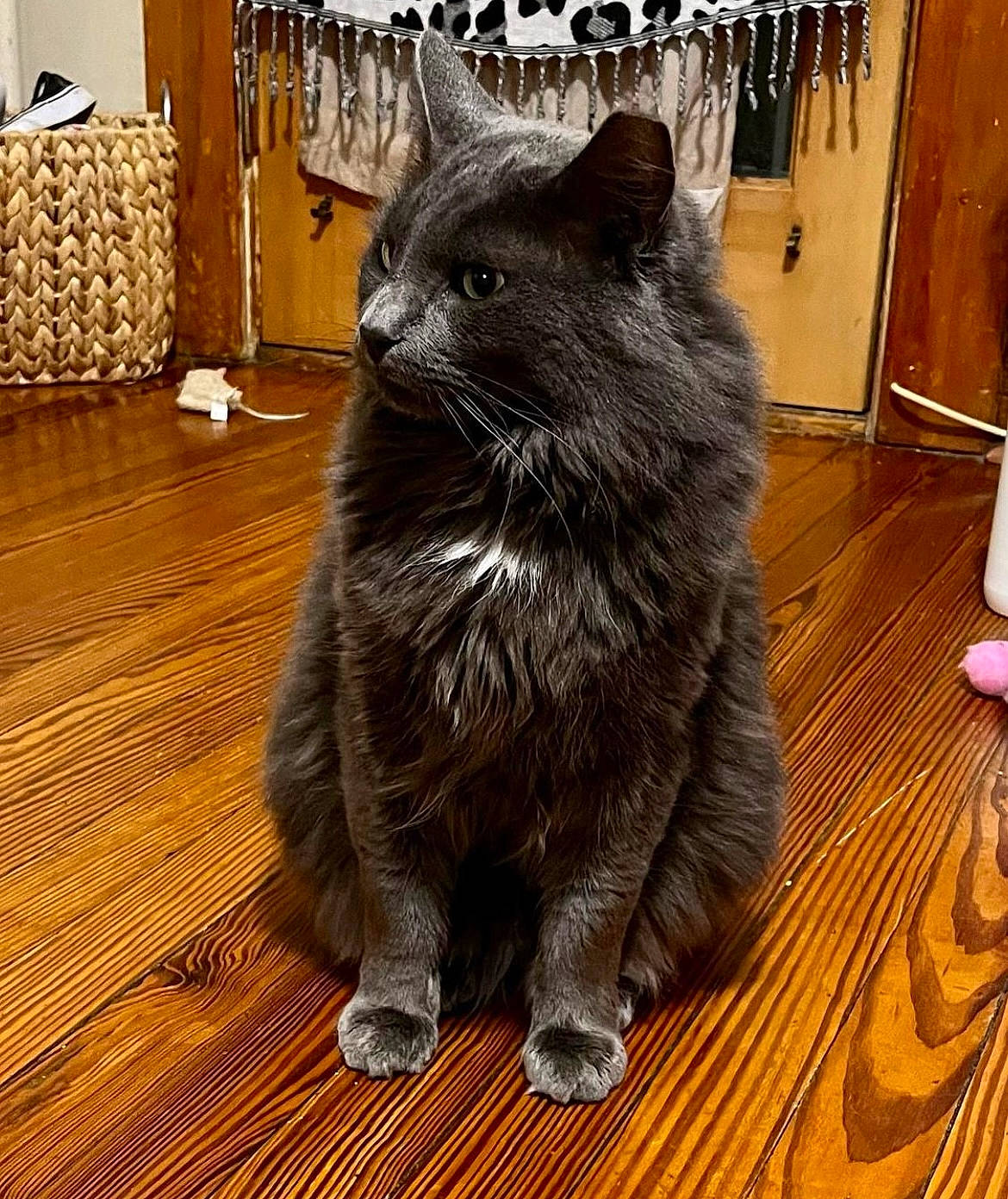 Rocky is registered to the contest to win money with this photo: black_cat, carnivore, cat, claw, domestic_short_haired_cat, felidae, floor, flooring, fur, grey, hardwood, small_to_medium_sized_cats, snout, tail, terrestrial_animal, varnish, whiskers, wood, wood_flooring, wood_stain