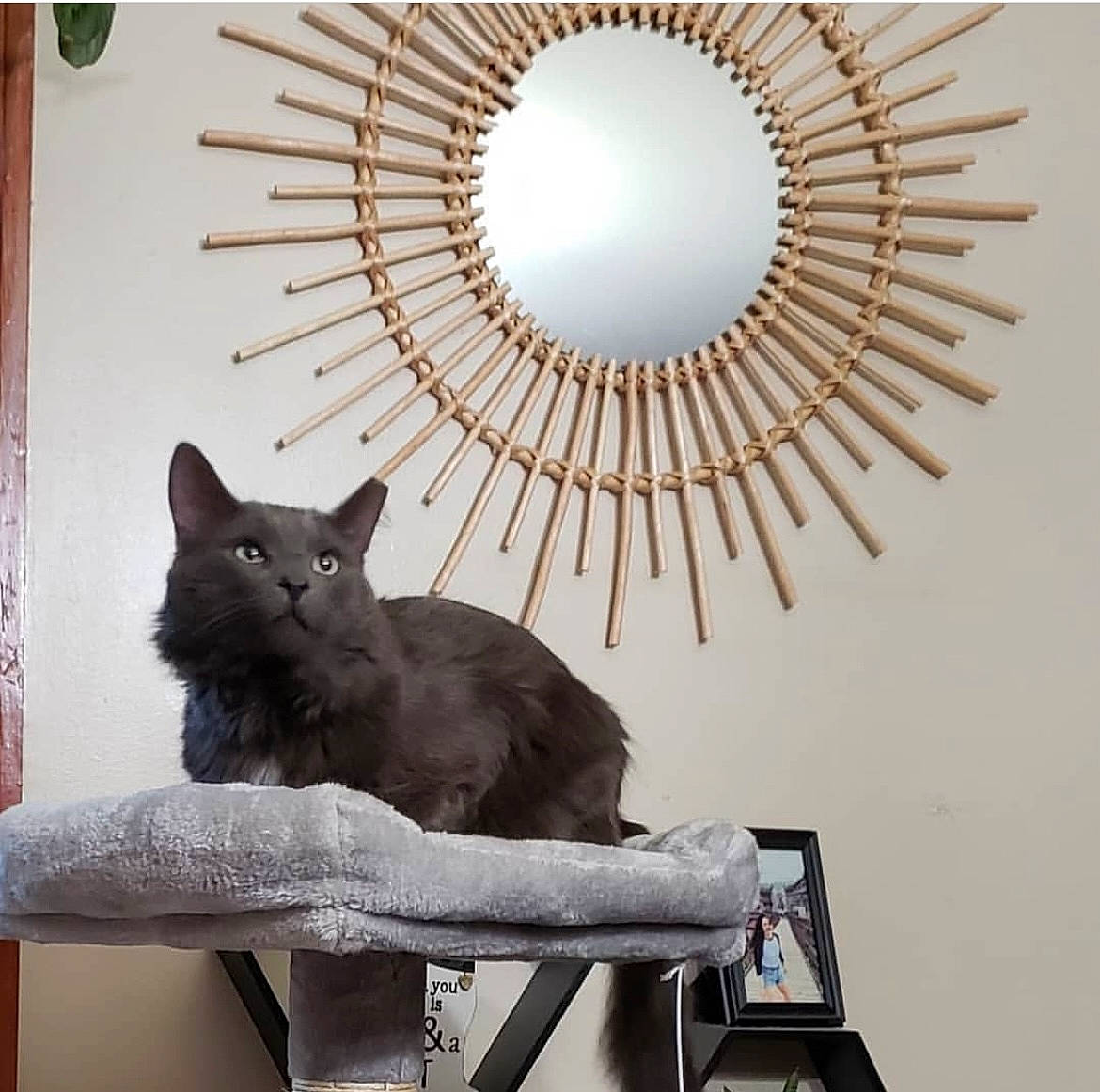 Rocky is registered to the contest to win money with this photo: art, black_cat, bombay, carnivore, cat, chartreux, circle, comfort, domestic_short_haired_cat, felidae, fur, grey, rectangle, room, small_to_medium_sized_cats, tail, tree, whiskers, window, wood