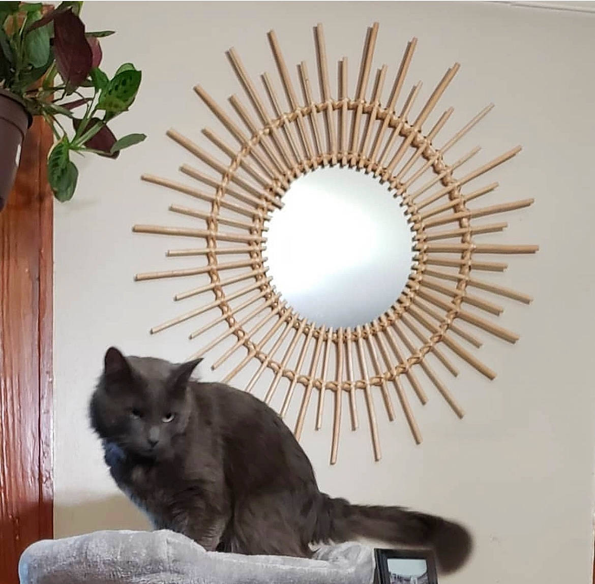 Rocky is registered to the contest to win money with this photo: art, black_cat, carnivore, cat, ceiling, circle, comfort, domestic_short_haired_cat, eyelash, felidae, fur, light_fixture, plant, room, sitting, small_to_medium_sized_cats, tail, whiskers, window, wood