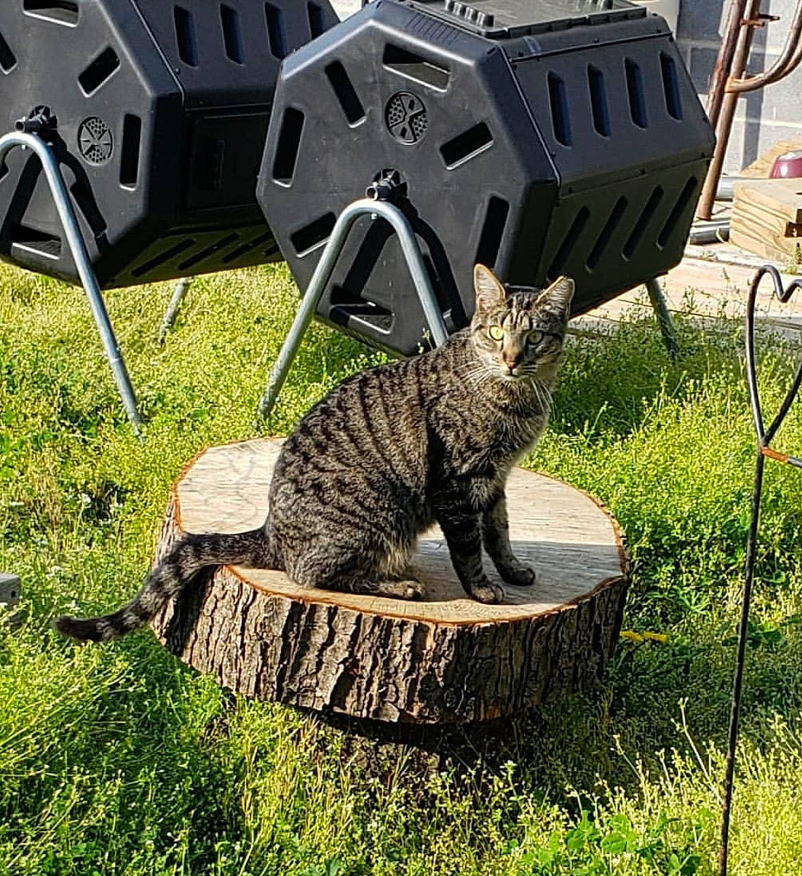 Bean is registered to the contest to win money with this photo: automotive_tire, carnivore, cat, chair, domestic_short_haired_cat, felidae, fur, grass, lawn, metal, plant, small_to_medium_sized_cats, snout, soil, tail, terrestrial_animal, tire, vehicle, wheel, whiskers