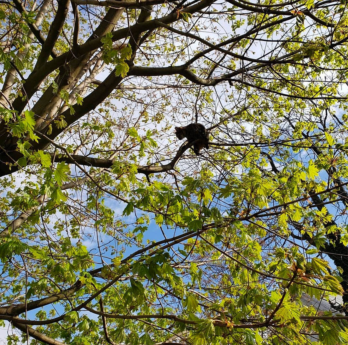 Bean joined the competition — help win amazing prizes! deciduous, electric_blue, flowering_plant, forest, natural_material, northern_hardwood_forest, people_in_nature, plant, plant_stem, sky, temperate_broadleaf_and_mixed_forest, tints_and_shades, tree, trunk, twig