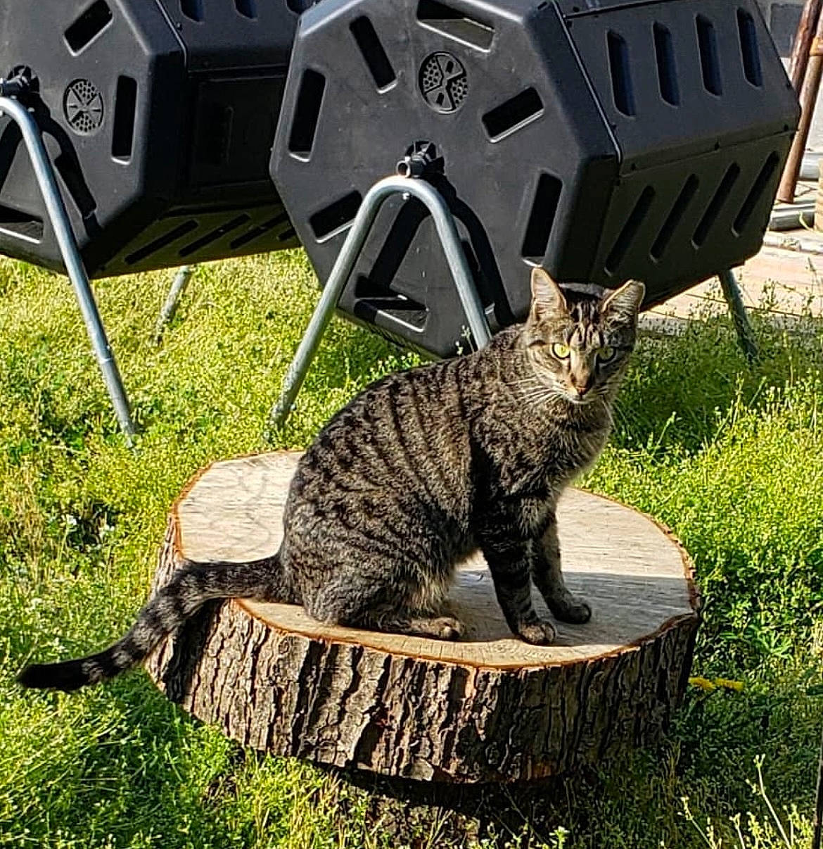 Bean joined the competition — help win amazing prizes! automotive_exterior, automotive_tire, carnivore, cat, domestic_short_haired_cat, felidae, grass, lawn, motor_vehicle, plant, small_to_medium_sized_cats, snout, soil, tail, terrestrial_animal, tire, tree, vehicle_door, wheel, whiskers