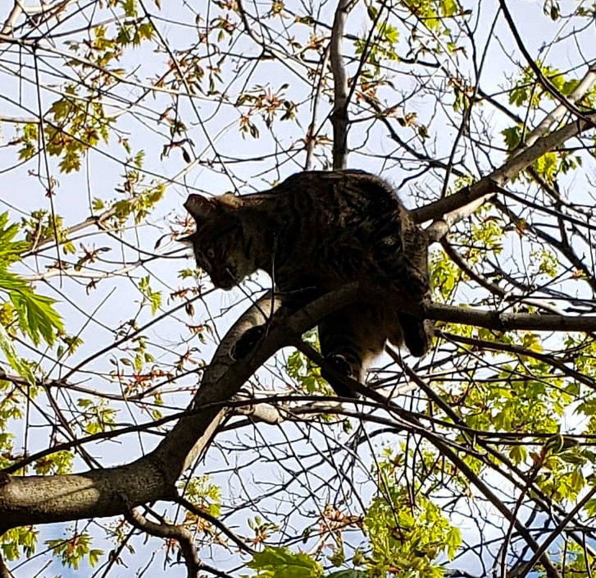 Bean is registered to the contest to win money with this photo: big_cats, bird_of_prey, branch, carnivore, cat, deciduous, felidae, fur, pattern, plant, sky, small_to_medium_sized_cats, tail, terrestrial_animal, tree, trunk, twig, whiskers, wildlife, wood