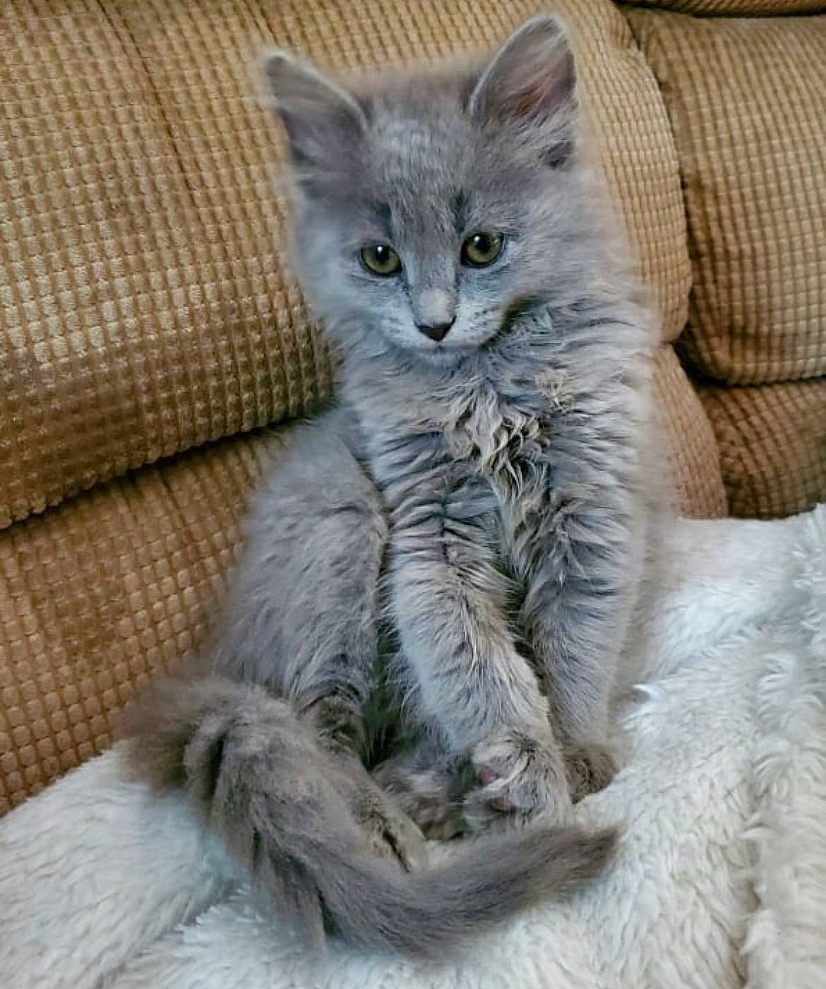 Lexi Grey is registered to the contest to win money with this photo: british_longhair, carnivore, cat, claw, comfort, couch, domestic_short_haired_cat, felidae, fur, grey, paw, small_to_medium_sized_cats, snout, tail, terrestrial_animal, whiskers, window