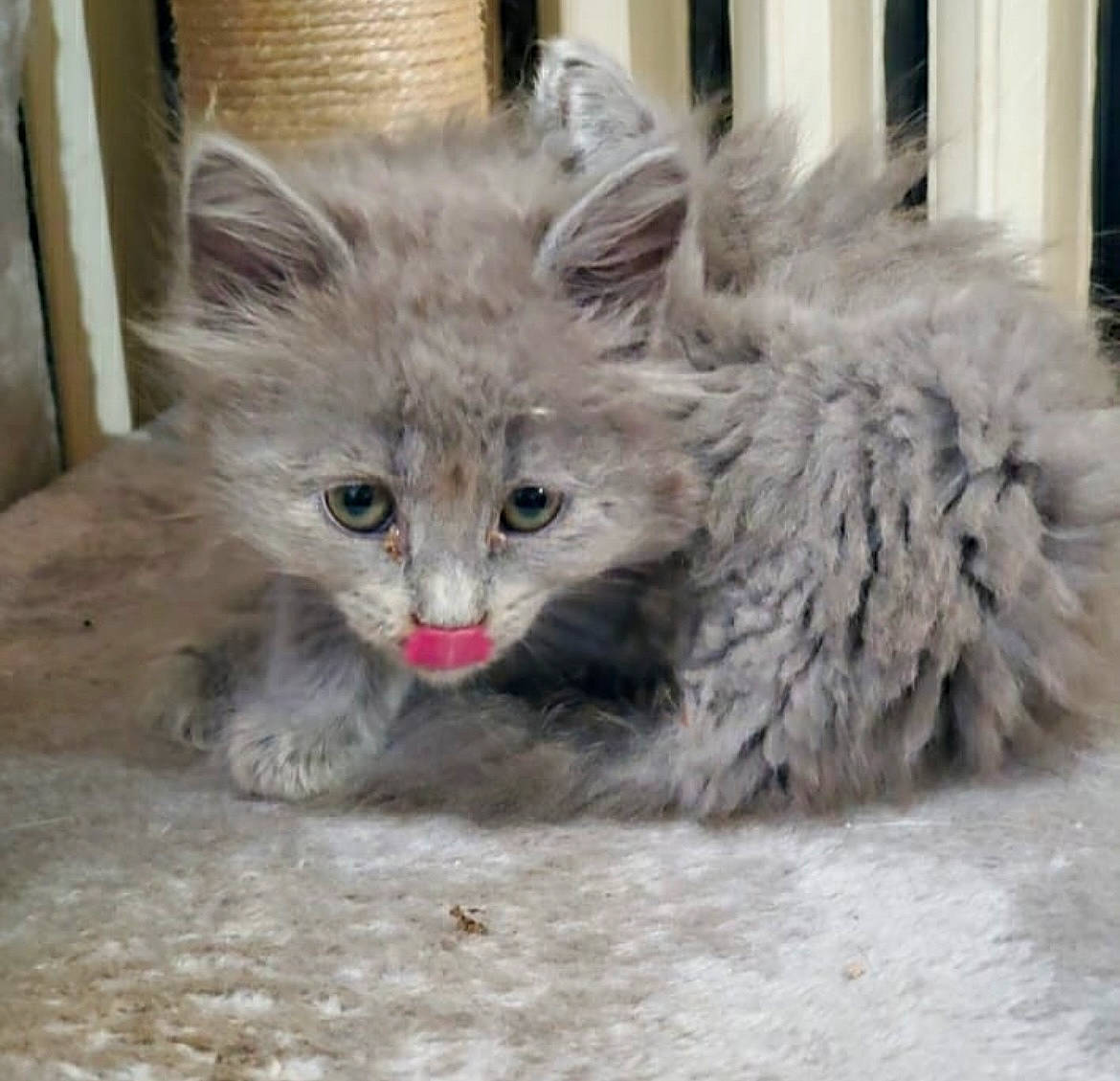 Lexi Grey is registered to the contest to win money with this photo: animal_shelter, british_longhair, carnivore, cat, cat_supply, claw, domestic_short_haired_cat, eye, fawn, felidae, fur, paw, photo_caption, small_to_medium_sized_cats, snout, tail, terrestrial_animal, whiskers, wildlife, window