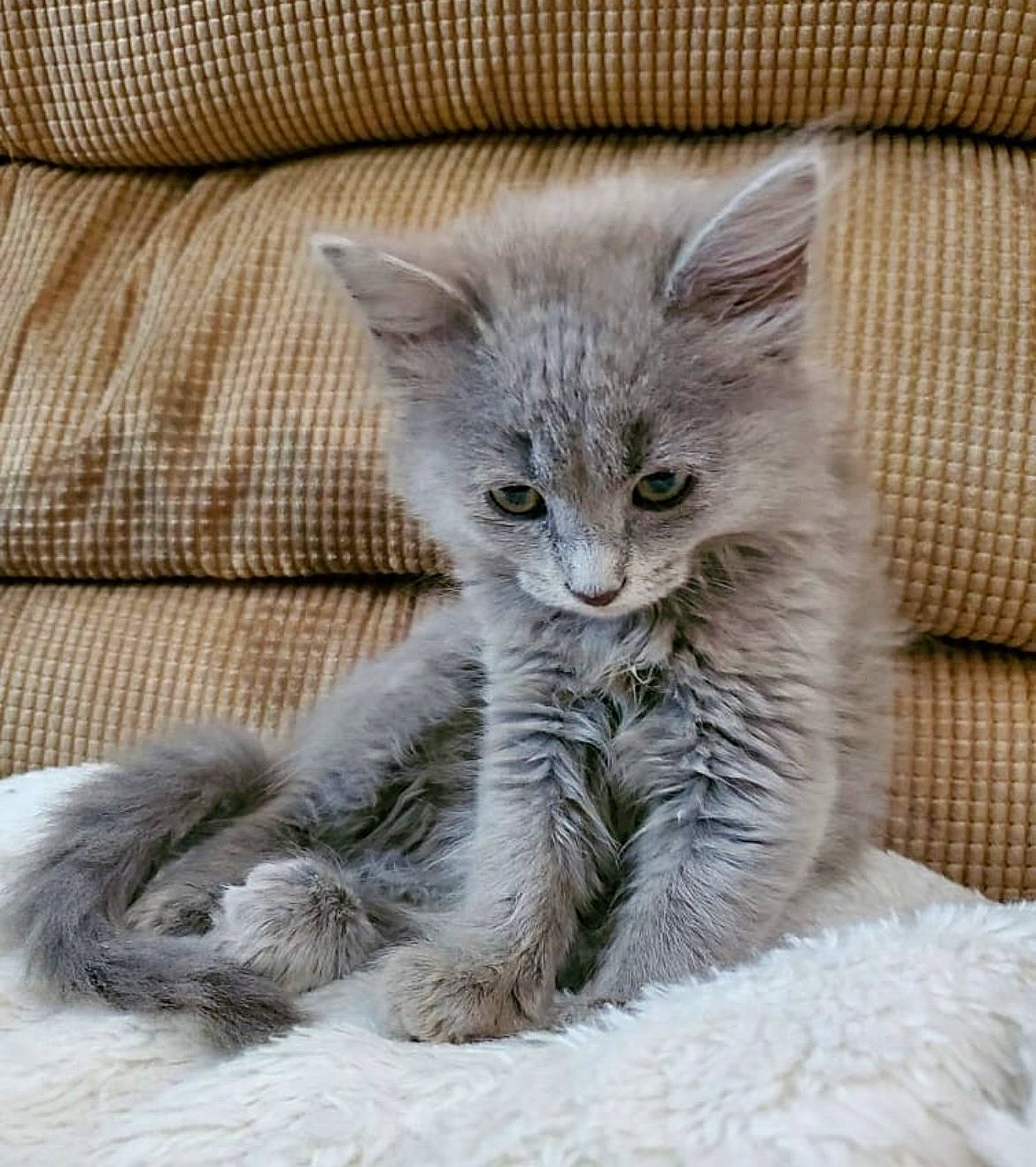 Lexi Grey is registered to the contest to win money with this photo: carnivore, cat, cat_bed, cat_supply, claw, comfort, couch, domestic_short_haired_cat, fawn, felidae, fur, grey, paw, small_to_medium_sized_cats, tail, terrestrial_animal, whiskers, window