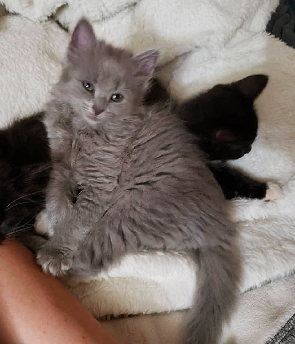 Lexi Grey joined the competition — help win amazing prizes! carnivore, cat, cat_bed, cat_supply, claw, comfort, domestic_short_haired_cat, fawn, felidae, fur, grey, nap, paw, small_to_medium_sized_cats, snout, tail, whiskers, window