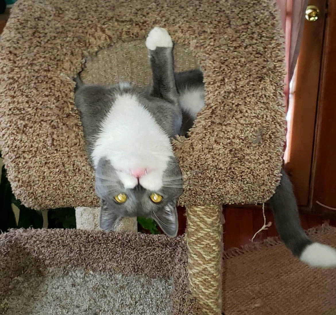 Jango joined the competition — help win amazing prizes! beak, carnivore, cat, cat_supply, claw, domestic_short_haired_cat, fawn, felidae, foot, fur, grey, mammal, paw, photo_caption, small_animal_food, small_to_medium_sized_cats, snout, tail, whiskers