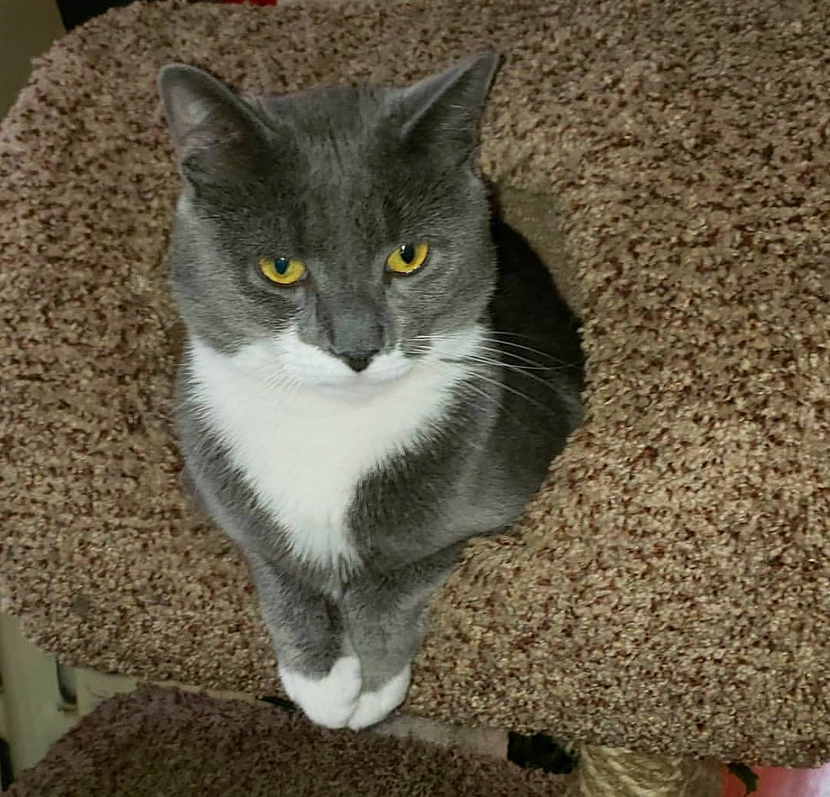 Jango joined the competition — help win amazing prizes! carnivore, cat, cat_supply, domestic_short_haired_cat, eye, felidae, flooring, fur, grey, paw, small_to_medium_sized_cats, snout, tail, whiskers