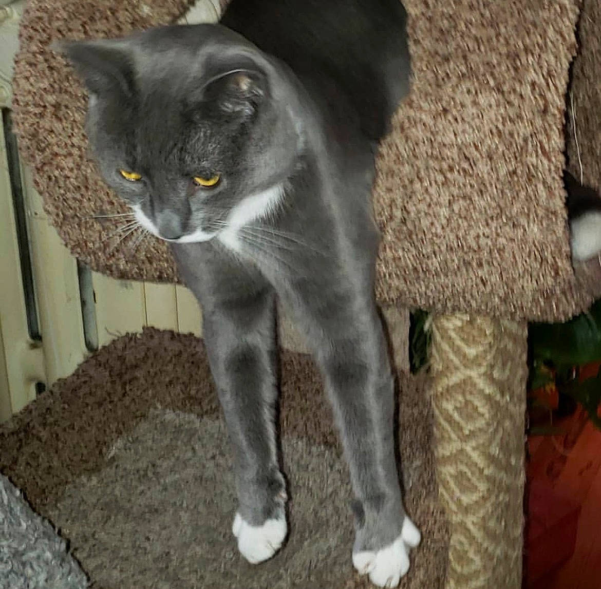 Jango joined the competition — help win amazing prizes! black_cat, carnivore, cat, domestic_short_haired_cat, felidae, fur, grass, grey, paw, russian_blue, small_to_medium_sized_cats, snout, tail, terrestrial_animal, whiskers