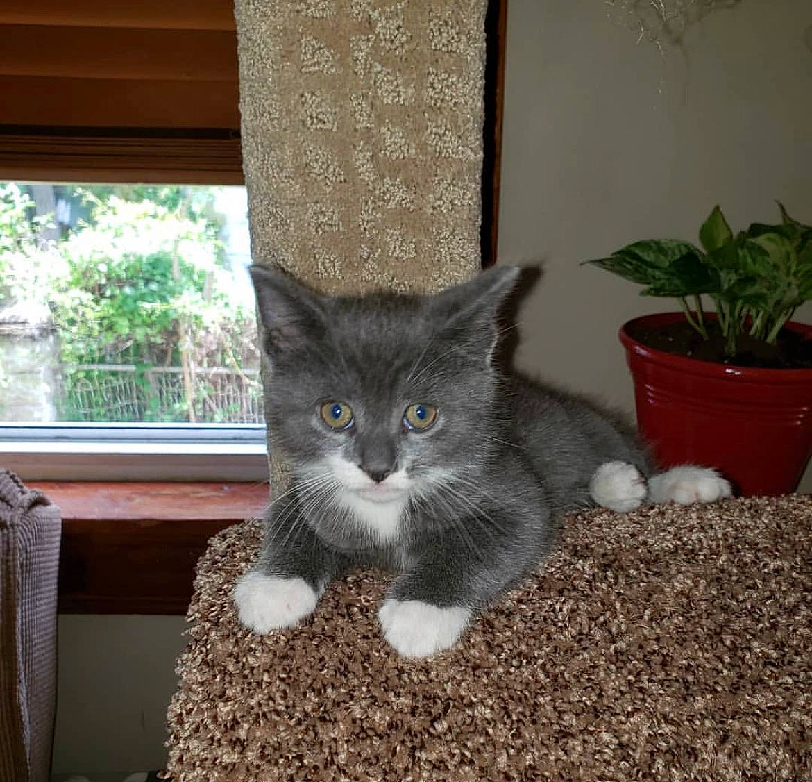 Jango joined the competition — help win amazing prizes! carnivore, cat, cat_furniture, cat_supply, domestic_short_haired_cat, fawn, felidae, flooring, flowerpot, fur, grey, houseplant, plant, small_to_medium_sized_cats, snout, tail, tree, whiskers, window, wood