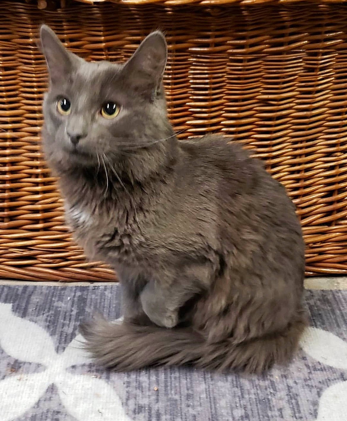 Kylo joined the competition — help win amazing prizes! carnivore, cat, domestic_short_haired_cat, felidae, fur, grey, russian_blue, small_to_medium_sized_cats, snout, tail, terrestrial_animal, whiskers, window