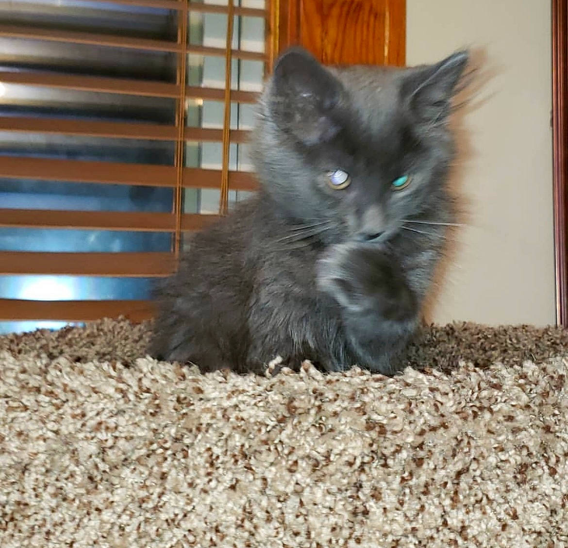 Kylo joined the competition — help win amazing prizes! animal_shelter, black_cat, cage, carnivore, cat, cat_supply, claw, comfort, domestic_short_haired_cat, felidae, fur, grey, paw, pet_supply, small_to_medium_sized_cats, snout, tail, terrestrial_animal, whiskers, wood