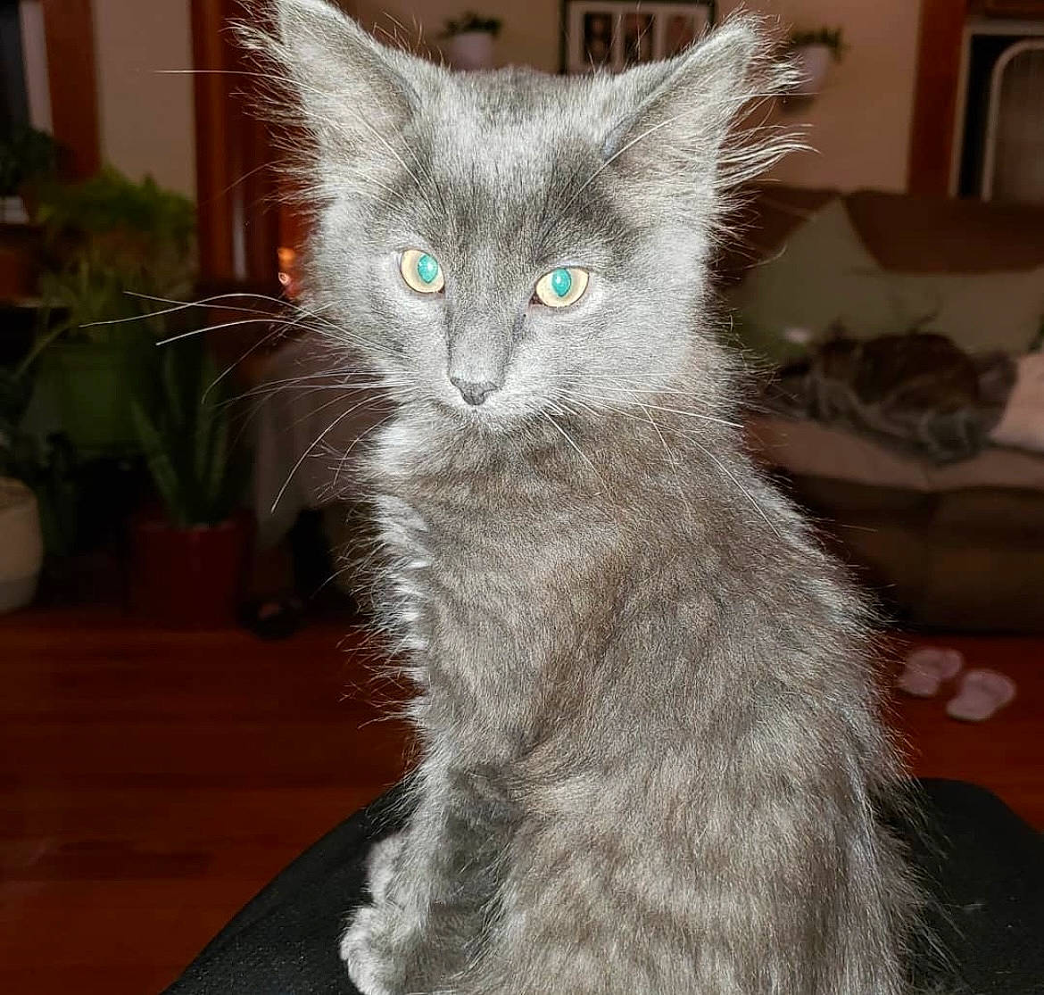 Kylo is registered to the contest to win money with this photo: carnivore, cat, claw, comfort, domestic_short_haired_cat, felidae, flowerpot, fur, grey, houseplant, paw, plant, russian_blue, sitting, small_to_medium_sized_cats, snout, tail, terrestrial_animal, whiskers