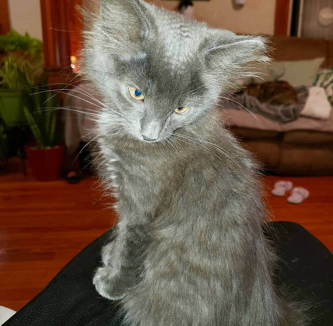 Kylo is registered to the contest to win money with this photo: carnivore, cat, claw, comfort, domestic_short_haired_cat, eye, felidae, flowerpot, fur, grey, hardwood, houseplant, iris, plant, russian_blue, small_to_medium_sized_cats, snout, tail, terrestrial_animal, whiskers