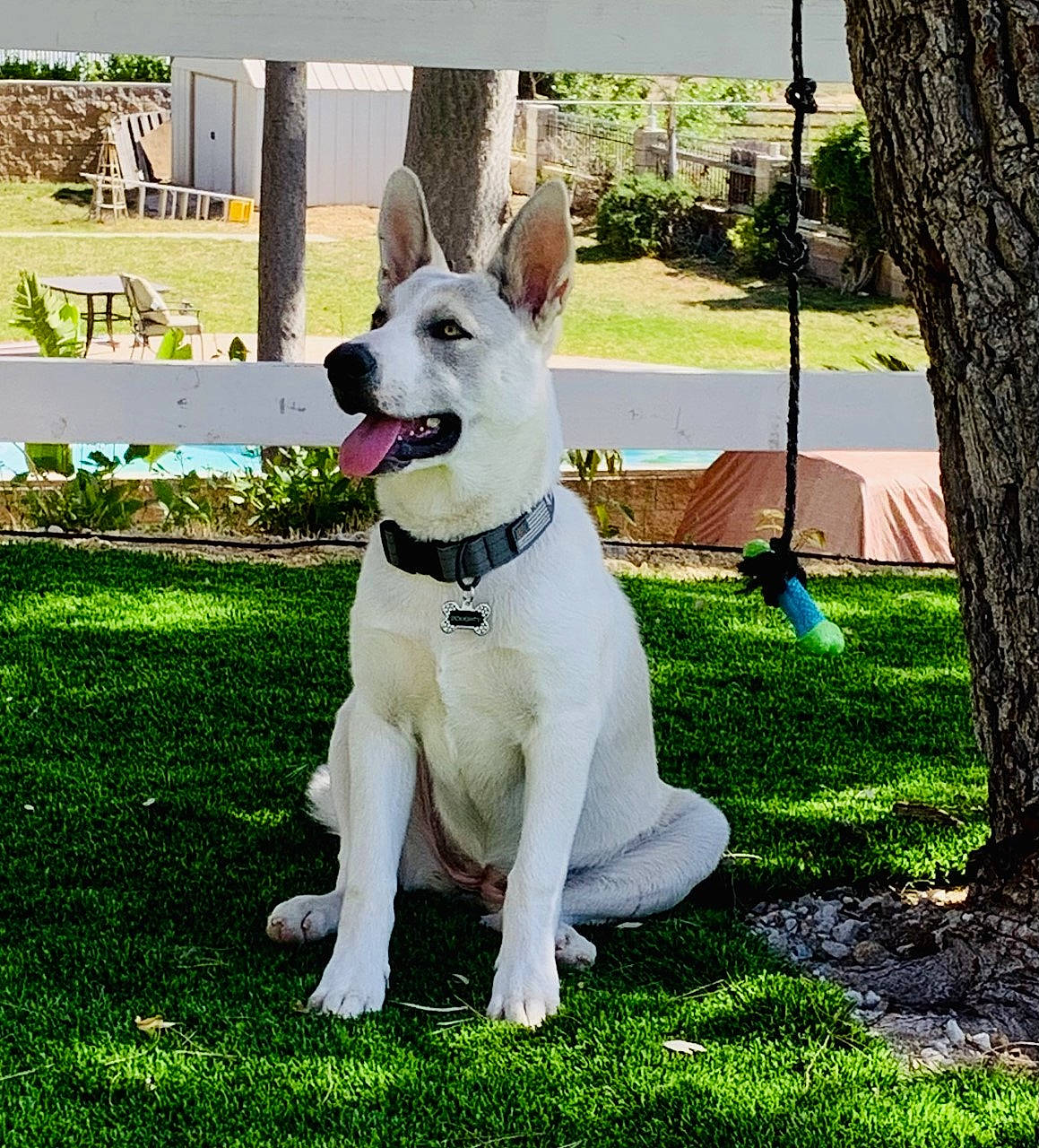 Doughty is registered to the contest to win money with this photo: ancient_dog_breeds, canidae, carnivore, collar, companion_dog, dog, dog_breed, dog_collar, dog_supply, fawn, grass, plant, shade, snout, sporting_group, tail, tree, trunk, working_animal, working_dog
