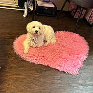 Peace is registered to the contest to win money with this photo: dog, white_dog, fluffy, pet, heart_shaped_rug, pink_rug, indoor, wooden_floor, printer, office_chair, table, clothing_rack, power_outlet, floor_rug, pet_bed, domestic, cozy, relaxed, home_office, furniture