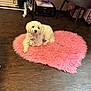 dog, white_dog, fluffy, pet, heart_shaped_rug, pink_rug, indoor, wooden_floor, printer, office_chair, table, clothing_rack, power_outlet, floor_rug, pet_bed, domestic, cozy, relaxed, home_office, furniture