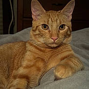 Sonny joined the competition — help win amazing prizes! cat, orange_tabby, pet, animal, feline, whiskers, ears, paw, fur, bed, blanket, domestic_animal, indoor, closeup, looking, cute, relaxed, face, resting, mammal