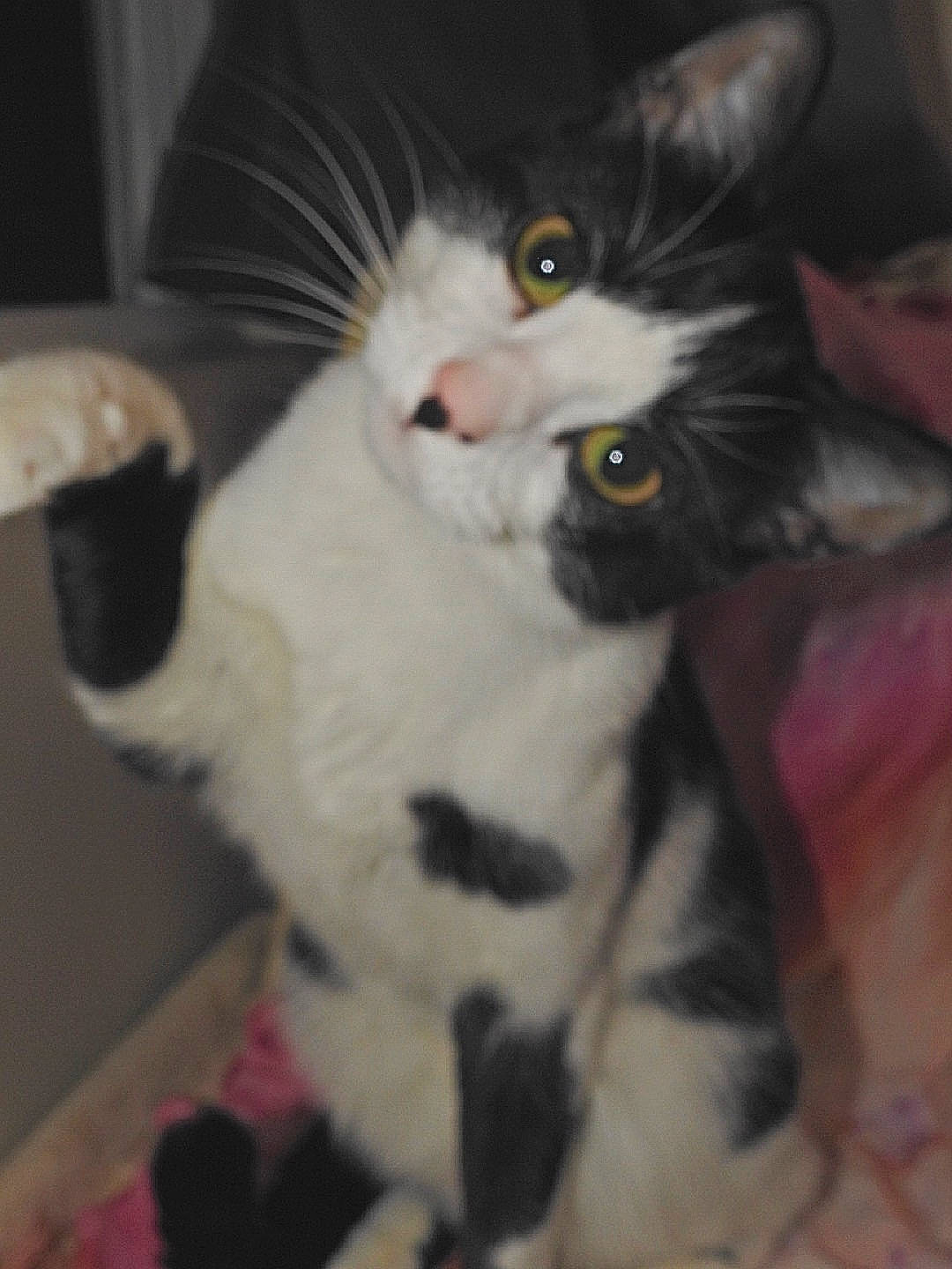 Cheech joined the competition — help win amazing prizes! carnivore, cat, claw, domestic_short_haired_cat, ear, felidae, fur, paw, small_to_medium_sized_cats, snout, tail, whiskers