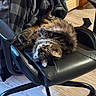 animal, black_chair, blanket, cat, checkered_blanket, cozy, curious, domestic, floor, fluffy, furniture, home, indoor, office_chair, pet, relaxed, seated, upside_down, wide_eyes, wooden_floor