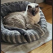 Pooka joined the competition — help win amazing prizes! animal, blanket, cat, comfort, cozy, domestic_cat, ears, feline, fluffy, fur, home, indoor, paws, pet_bed, relaxed, resting, sleepy, striped, tail, wooden_floor