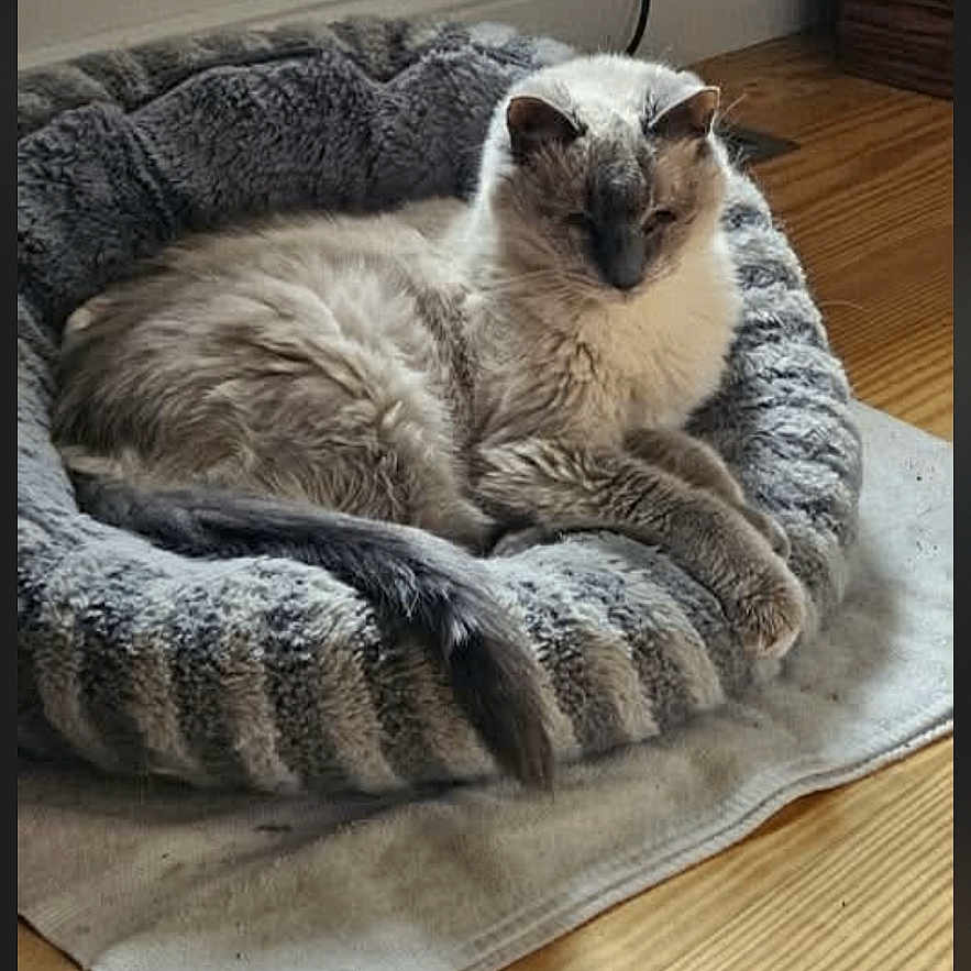 Pooka joined the competition — help win amazing prizes! animal, blanket, cat, comfort, cozy, domestic_cat, ears, feline, fluffy, fur, home, indoor, paws, pet_bed, relaxed, resting, sleepy, striped, tail, wooden_floor
