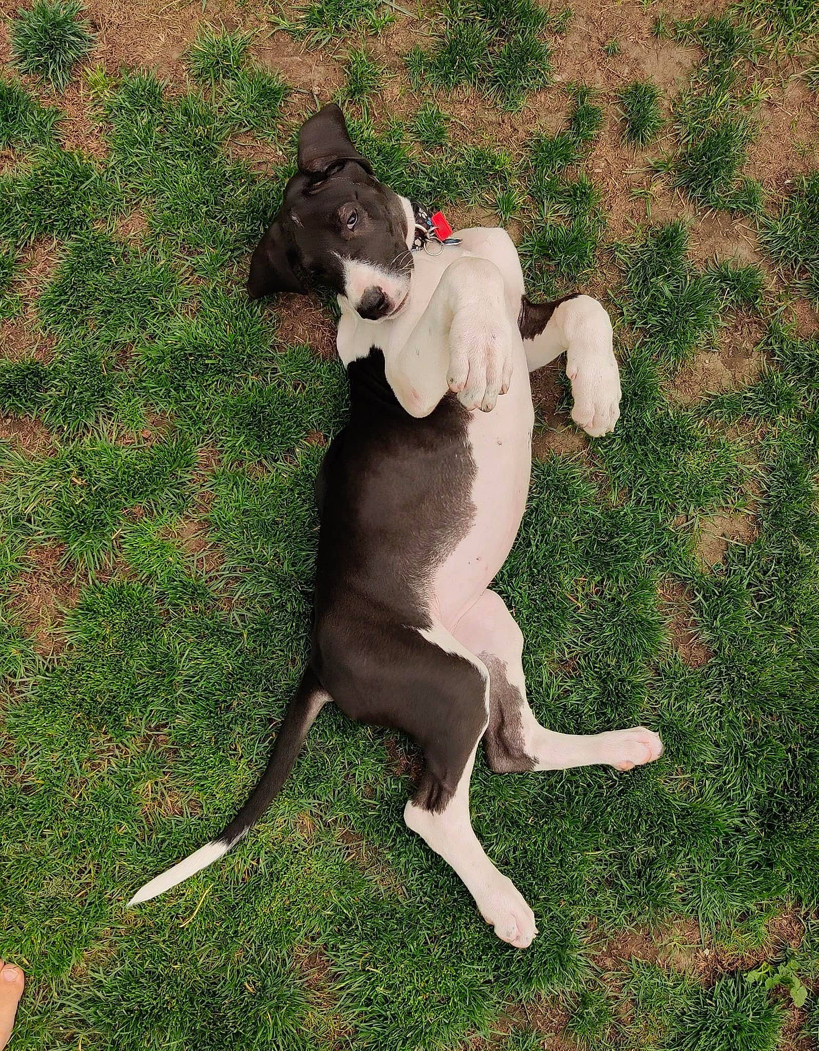 Tyrolean joined the competition — help win amazing prizes! canidae, carnivore, collar, companion_dog, dog, dog_breed, dog_collar, dog_supply, fawn, grass, non_sporting_group, plant, rampur_greyhound, sporting_group, tail, terrestrial_animal, working_animal