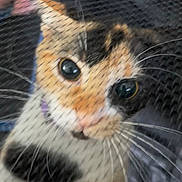 Opal joined the competition — help win amazing prizes! animal, blurred, calico, cat, close_up, closeup, colorful, curious, cute, domestic_cat, eyes, face, feline, fur, indoor, netting, pet, portrait, soft_focus, whiskers