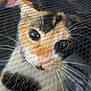 animal, blurred, calico, cat, close_up, closeup, colorful, curious, cute, domestic_cat, eyes, face, feline, fur, indoor, netting, pet, portrait, soft_focus, whiskers