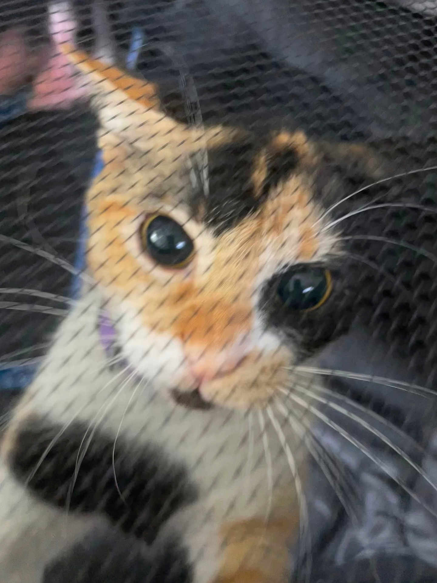 Opal joined the competition — help win amazing prizes! animal, blurred, calico, cat, close_up, closeup, colorful, curious, cute, domestic_cat, eyes, face, feline, fur, indoor, netting, pet, portrait, soft_focus, whiskers