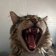 Miko is registered to the contest to win money with this photo: animal, cat, close_up, cute, ears, face, feline, fur, indoor, mouth_open, nose, pet, portrait, relaxed, sleepy, tabby, teeth, tongue, whiskers, yawning