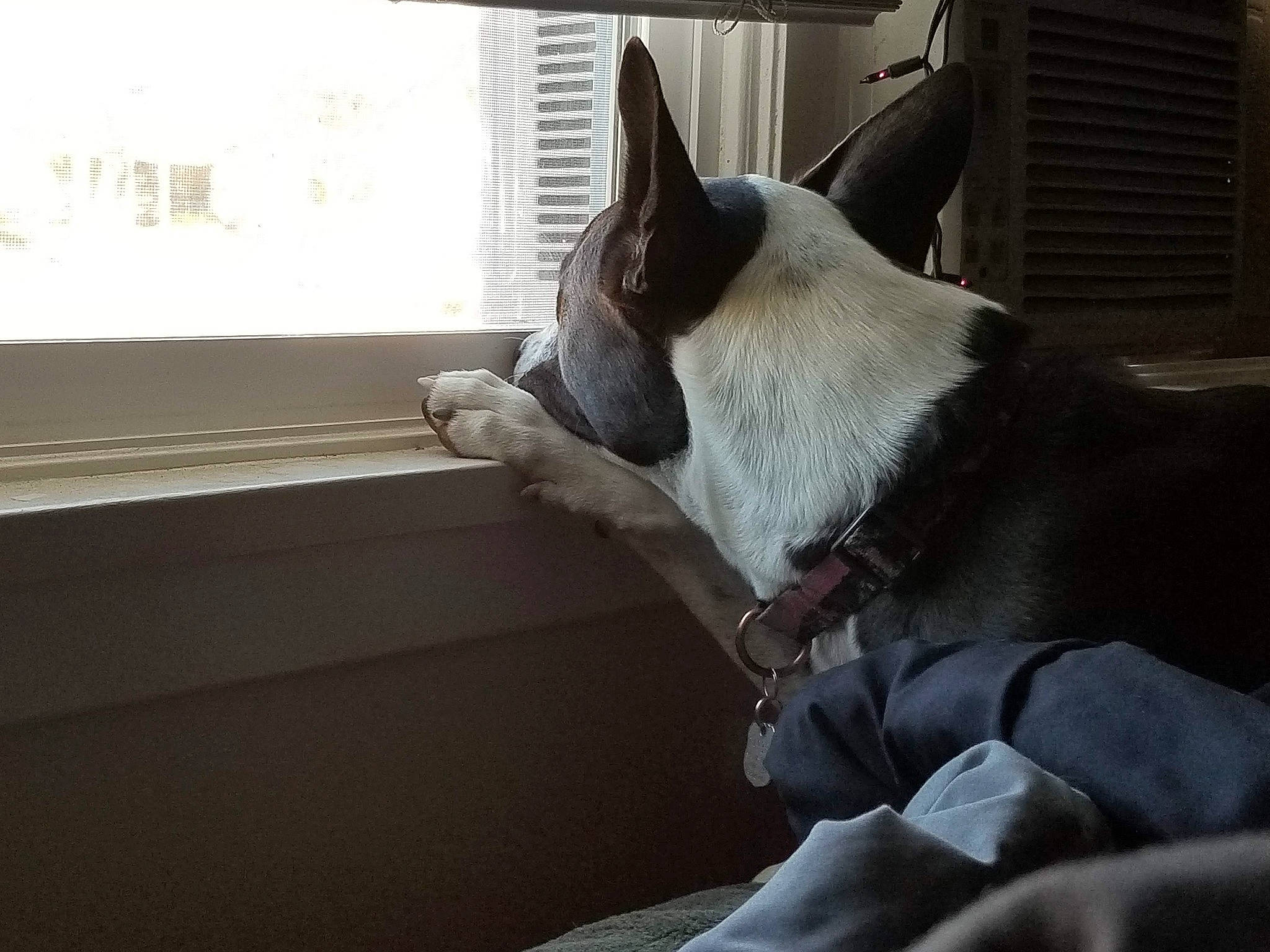 Panda is registered to the contest to win money with this photo: boston_terrier, canidae, carnivore, cat, companion_dog, dog, dog_breed, ear, felidae, french_bulldog, mammal, non_sporting_group, sitting, sky, snout, tail, whiskers, window
