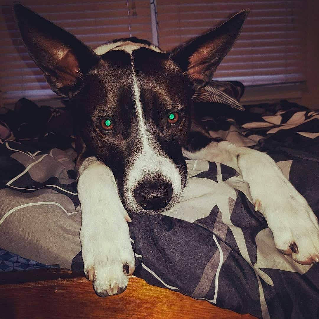 Panda is registered to the contest to win money with this photo: canidae, carnivore, dog, dog_breed, ear, feist, formosan_mountain_dog, koolie, mammal, mcnab, rat_terrier, smooth_fox_terrier, snout, teddy_roosevelt_terrier, vertebrate, whiskers