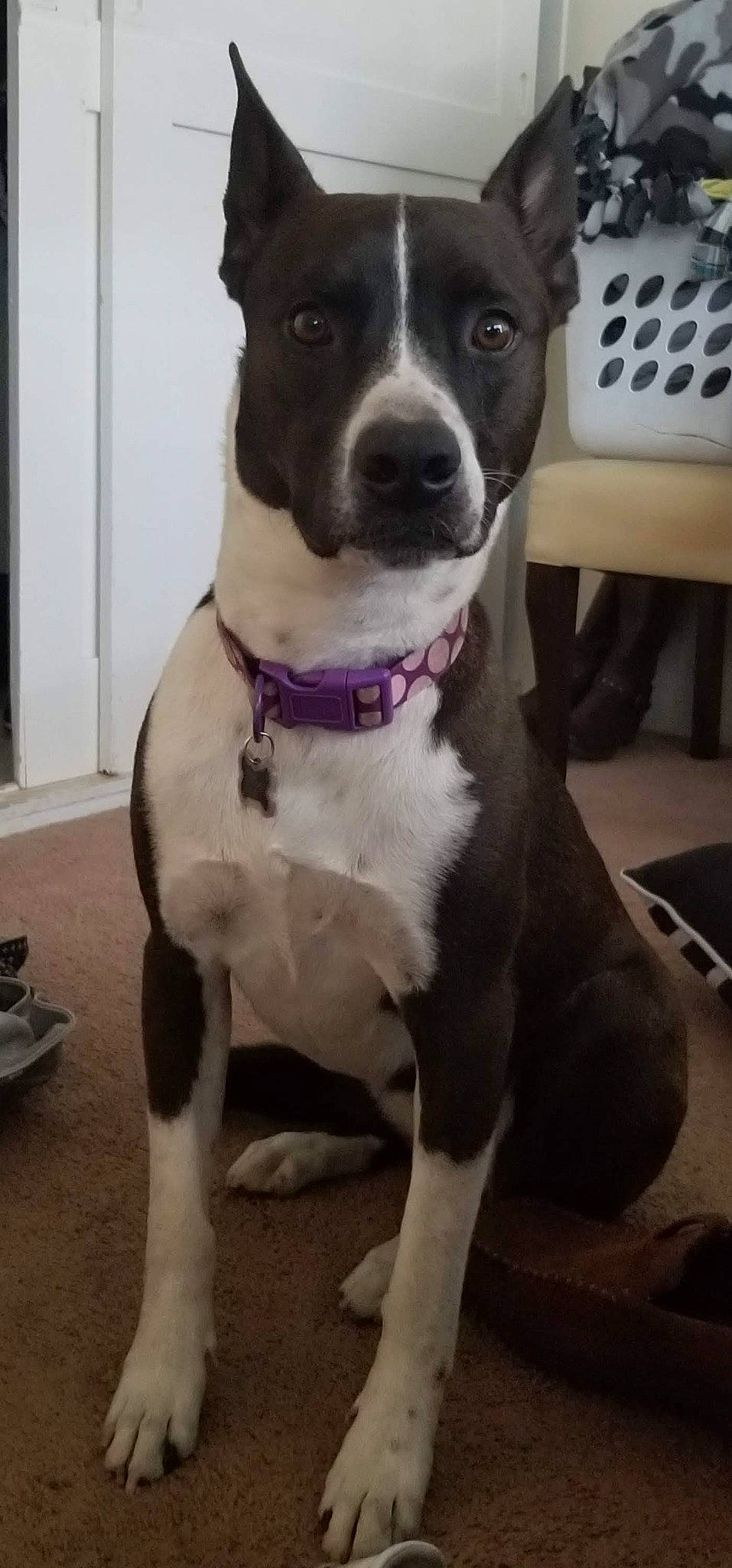 Panda is registered to the contest to win money with this photo: american_pit_bull_terrier, american_staffordshire_terrier, canidae, carnivore, dog, dog_breed, fawn, mammal, non_sporting_group, pit_bull, rare_breed_dog, snout, sporting_group, staffordshire_bull_terrier