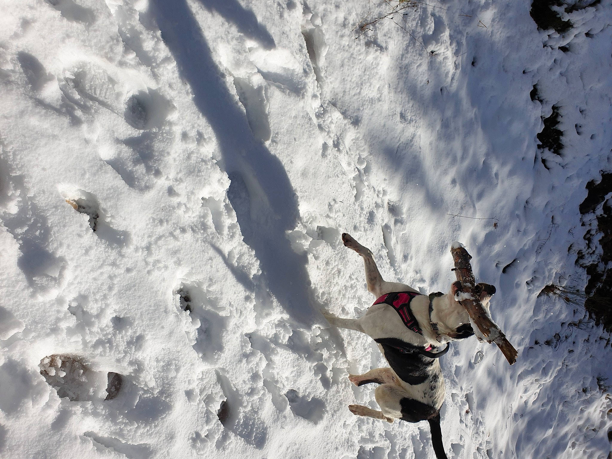 Pilou a rejoint le concours — aidez-le/la à gagner de superbes lots ! freezing, geological_phenomenon, glacial_landform, ice_cap, landscape, leisure, mountain_range, mountaineer, outdoor_recreation, recreation, ski, ski_boot, ski_equipment, slope, snow, sports_equipment, terrain, tree, winter, winter_sport