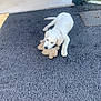 accessories, animal, ball, canine, dog, homedecor, hound, labradorretriever, mat, path, pet, puppy, road, sidewalk, slate, sport, tarmac, tennis, tennisball, whitedog