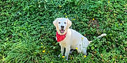 Vaughn a rejoint le concours — aidez-le/la à gagner de superbes lots ! animal, canine, dog, face, grass, green, grove, herbal, herbs, land, nature, outdoors, pet, plant, puppy, soil, tree, vegetation, whitedog, woodland
