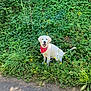 animal, canine, dog, face, grass, green, grove, herbal, herbs, land, nature, outdoors, pet, plant, puppy, soil, tree, vegetation, whitedog, woodland