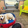 Vaughan a rejoint le concours — aidez-le/la à gagner de superbes lots ! animal, canine, concrete_floor, dog, golden_retriever, green_chair, happy, home, outdoor, patio, pet_pool, potted_plants, relaxing, resting, sign, smiling_dog, steps, summer, sunlight, yellow_cushion
