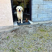Vaughan a rejoint le concours — aidez-le/la à gagner de superbes lots ! animal, bicycle, building, concrete, curious, dachshund, dog, doorway, golden_retriever, grass, gravel, happy, house, mat, outdoor, pets, puppy, tongue_out, two_dogs, wall