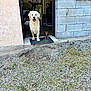 animal, bicycle, building, concrete, curious, dachshund, dog, doorway, golden_retriever, grass, gravel, happy, house, mat, outdoor, pets, puppy, tongue_out, two_dogs, wall
