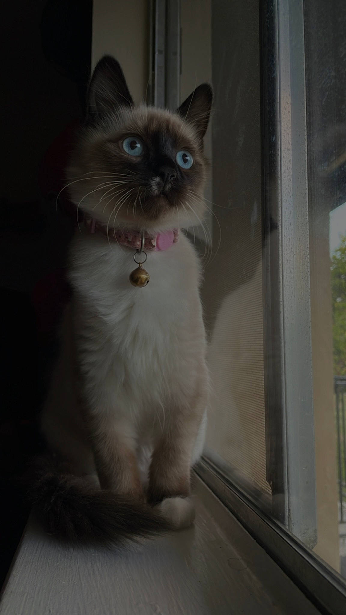 Avery is registered to the contest to win money with this photo: balinese, birman, carnivore, cat, collar, domestic_short_haired_cat, fawn, felidae, flooring, fur, iris, paw, ragdoll, siamese, small_to_medium_sized_cats, snout, tail, thai, whiskers, window
