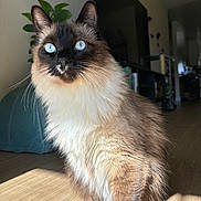 Avery joined the competition — help win amazing prizes! cat, blue_eyes, fluffy, indoor, sunlight, wooden_floor, pet, animal, feline, whiskers, sitting, closeup, domestic_cat, portrait, houseplant, background_blur, cozy, fur, natural_light, cute