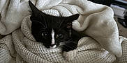 Chip joined the competition — help win amazing prizes! cat, black_and_white, blanket, cozy, indoor, pet, resting, fur, whiskers, paw, sleepy, comfort, texture, warm, relaxation, animal, cute, snuggled, home, soft